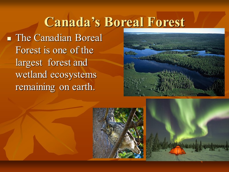 Canada’s Boreal Forest  The Canadian Boreal Forest is one of the largest 